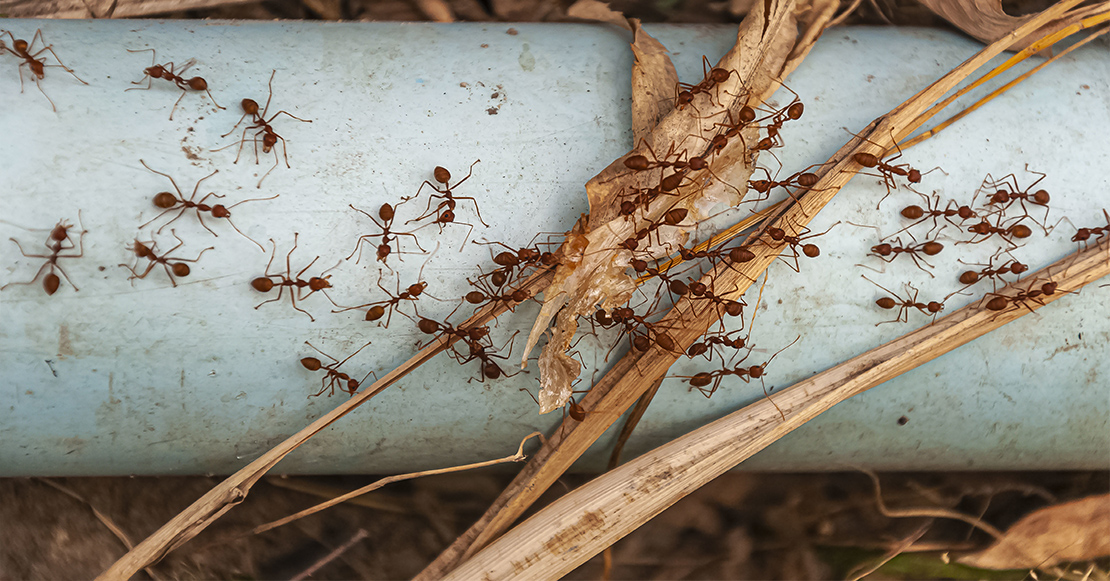 Η εμφάνιση μυρμηγκιών στο σπίτι